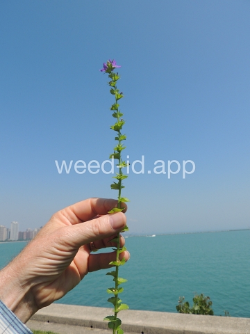 venuslookingglass, common